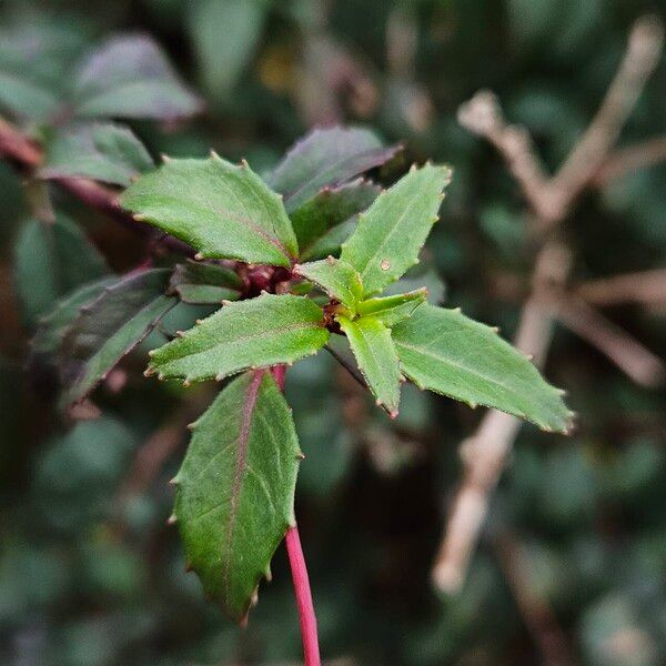 Fuchsia magellanica Foglia