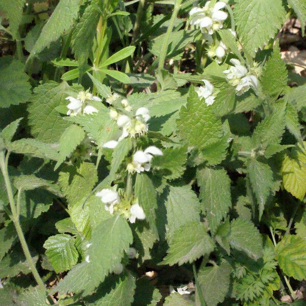 Lamium flexuosum Habitat