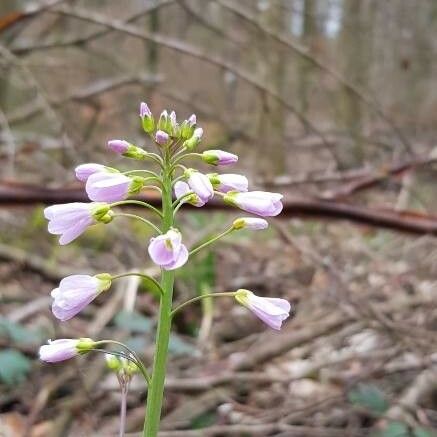 Cardamine pratensis Кветка