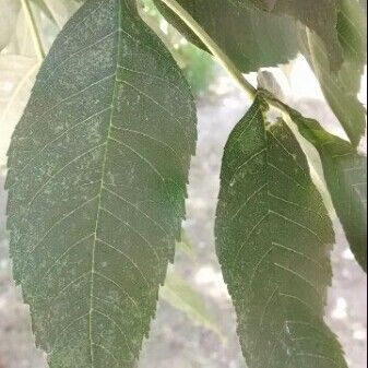 Fraxinus americana Leaf