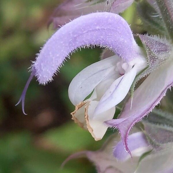 Salvia sclarea പുഷ്പം