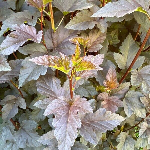 Physocarpus opulifolius Blatt