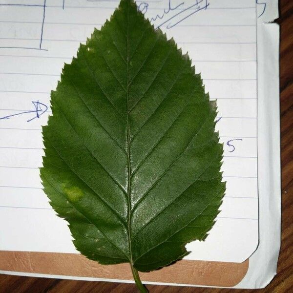 Betula alleghaniensis Leaf