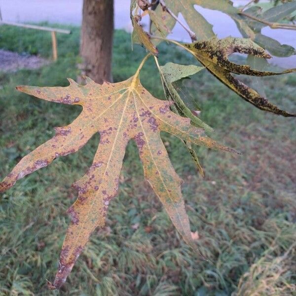 Platanus orientalis Frunză