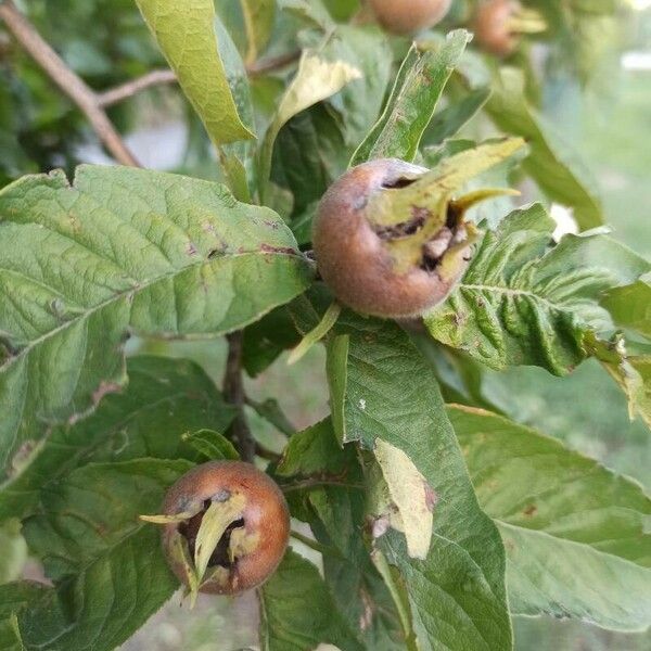 Crataegus germanica Плод