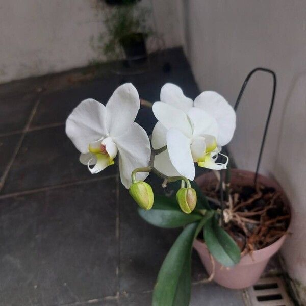 Phalaenopsis amabilis ᱵᱟᱦᱟ