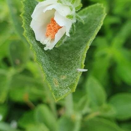 Hibiscus flavifolius Blomma