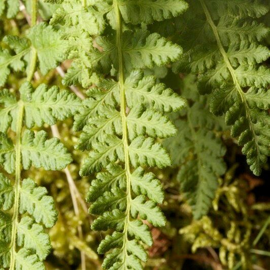 Woodsia ilvensis 叶