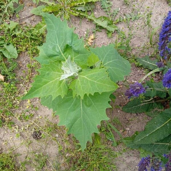 Atriplex hortensis Folha