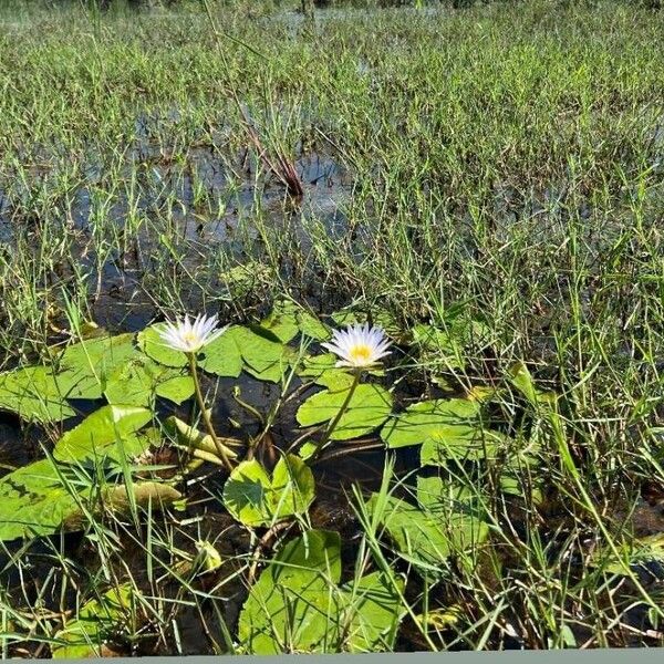 Nymphaea nouchali Celota