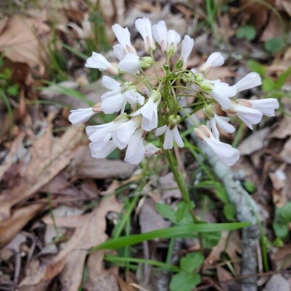 Cardamine bulbosa ফুল