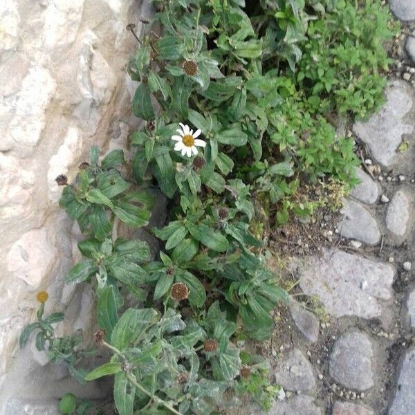 Leucanthemum maximum ᱛᱟᱦᱮᱸ