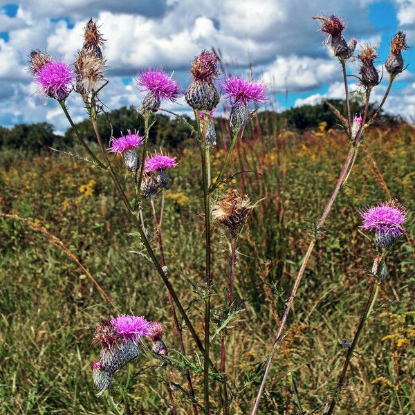 Cirsium muticum Habit