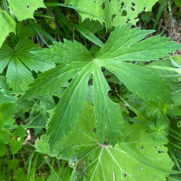 Ranunculus platanifolius Leaf