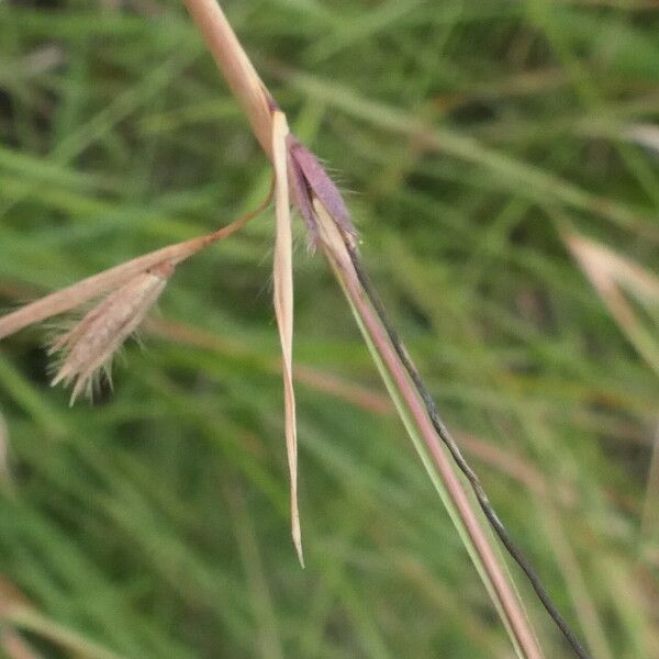 Themeda triandra Levél