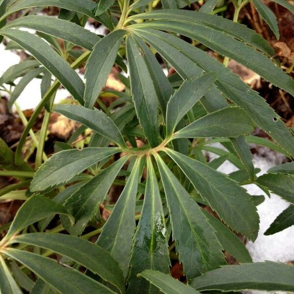 Helleborus foetidus Leaf