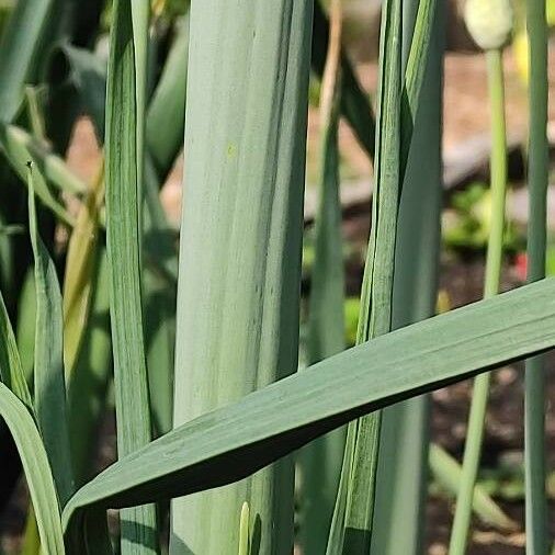 Allium ampeloprasum Кора