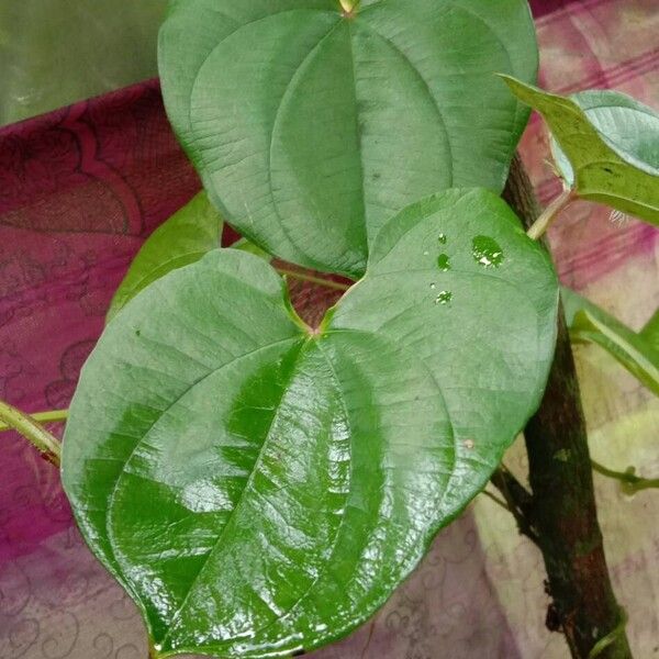 Dioscorea alata Blatt