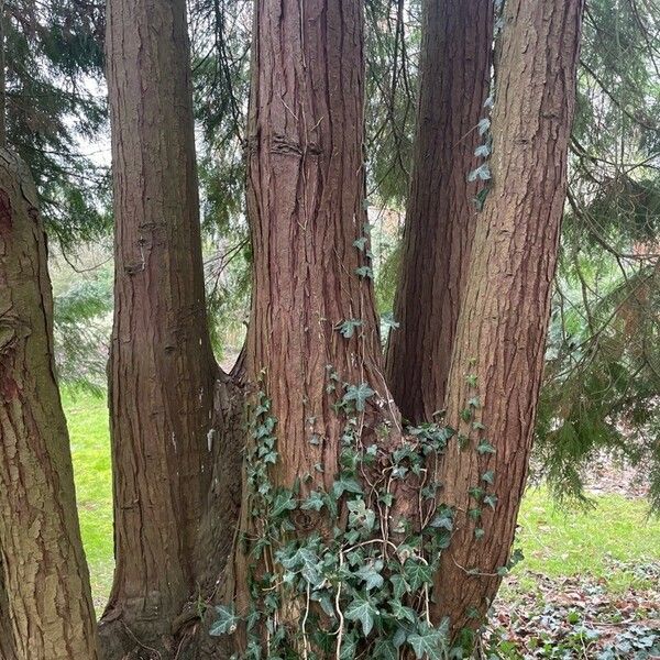 Chamaecyparis lawsoniana Bark