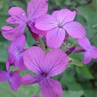 Lunaria annua പുഷ്പം