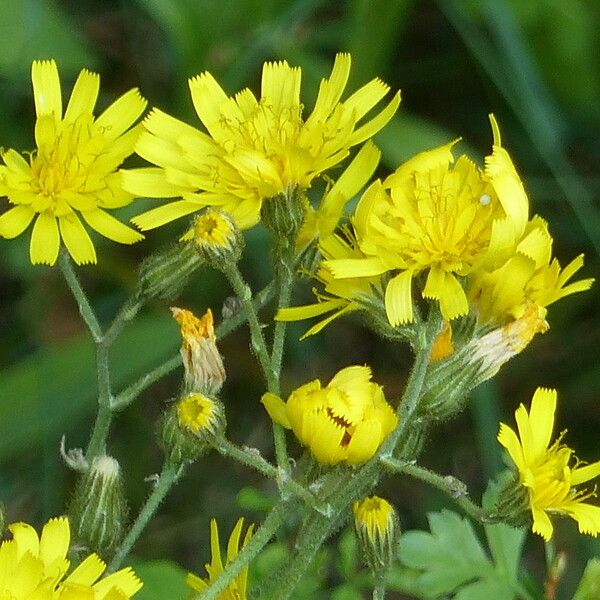 Hieracium prenanthoides Altul/Alta