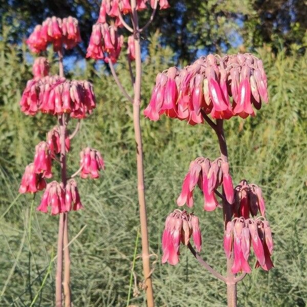 Kalanchoe delagoensis फूल