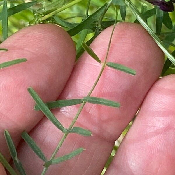 Vicia peregrina Feuille