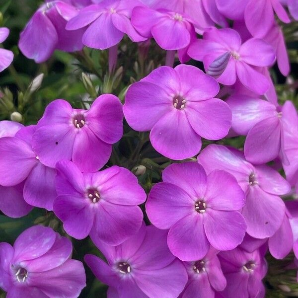 Phlox paniculata Flor