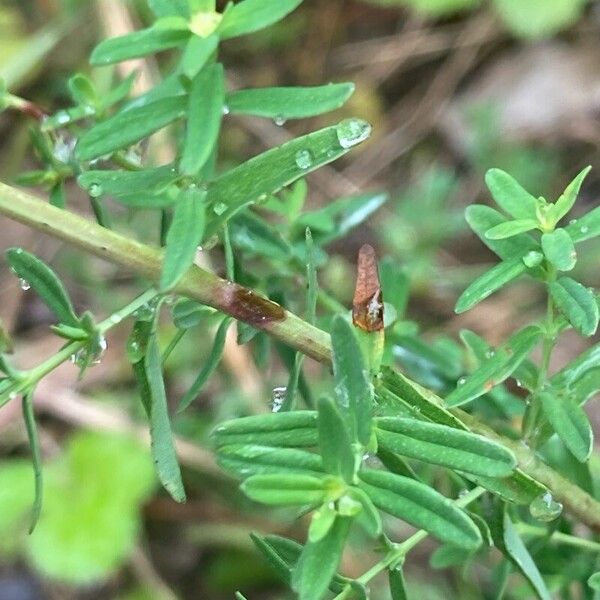 Hypericum perfoliatum Yaprak