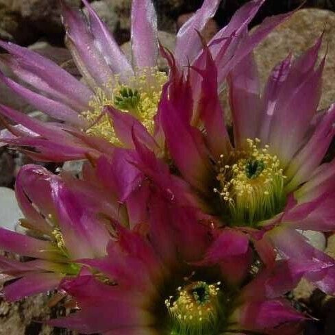 Echinocereus reichenbachii Λουλούδι