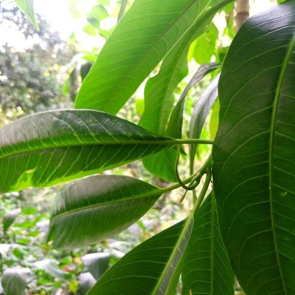 Sapium glandulosum Leaf