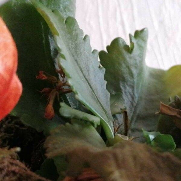 Kalanchoe blossfeldiana Hábito