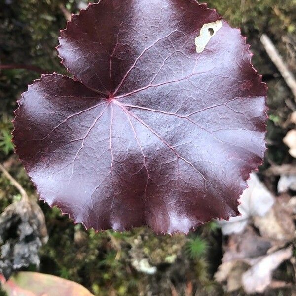 Galax urceolata برگ