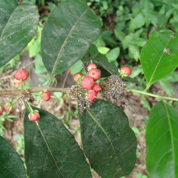 Piparea dentata Fruchs