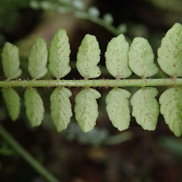 Asplenium barteri Blatt