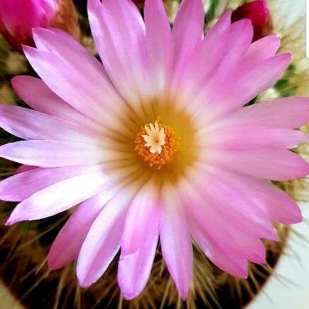 Coryphantha macromeris Flor