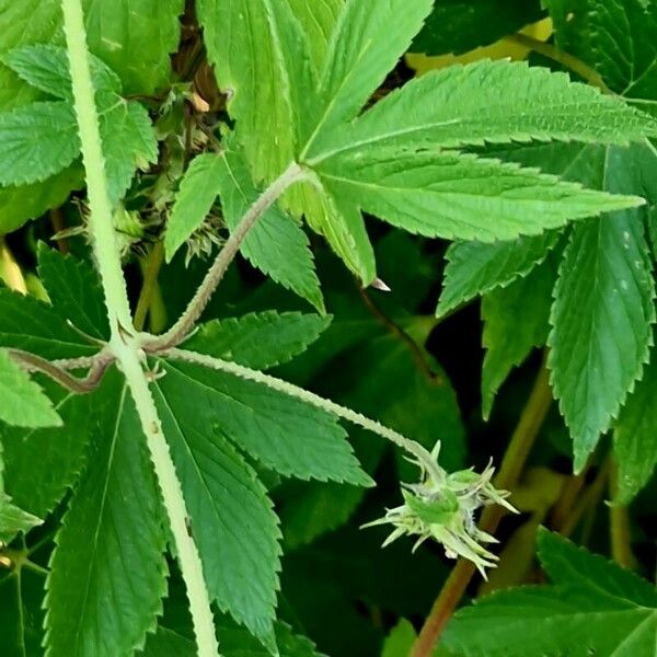 Humulus scandens Leaf