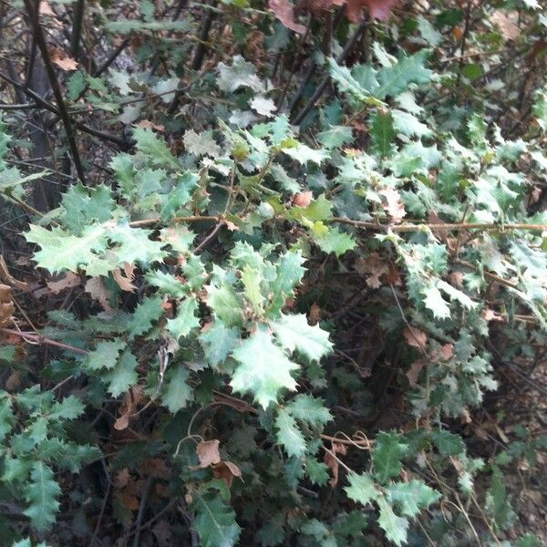 Quercus berberidifolia Habit