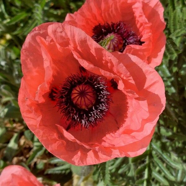 Papaver orientale Flower