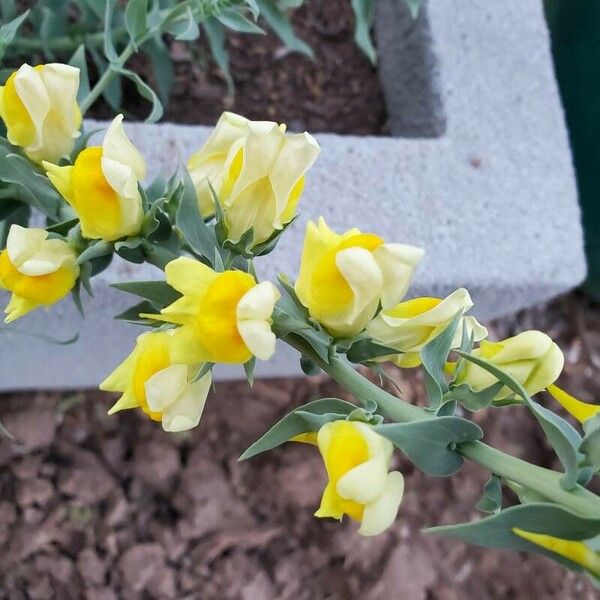Linaria dalmatica Flors
