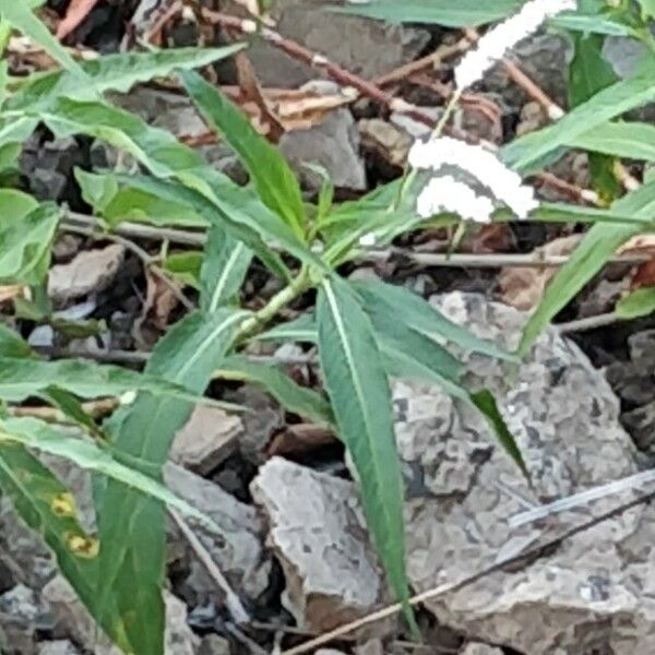 Persicaria senegalensis 其他