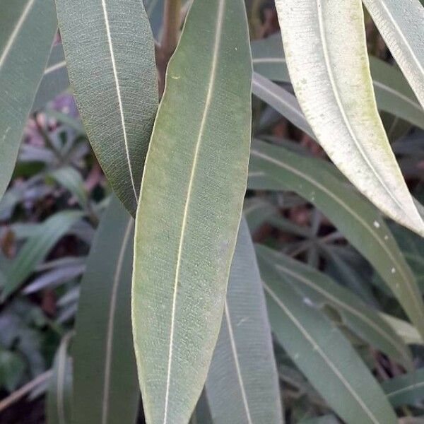 Nerium oleander Leaf