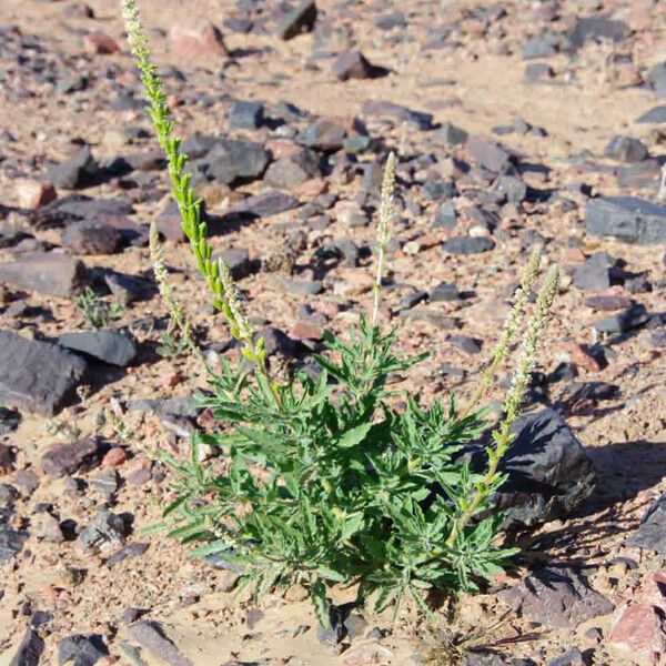 Reseda villosa Flors