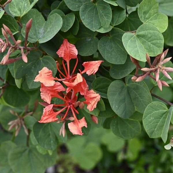 Bauhinia galpinii Blüte