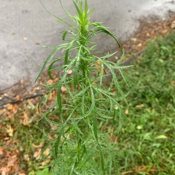 Artemisia biennis Ліст