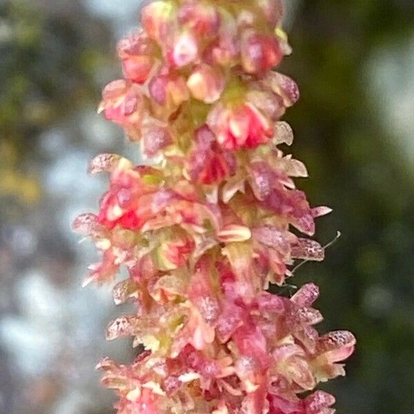 Rumex bucephalophorus Kvet