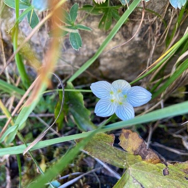 Parnassia palustris Цветок