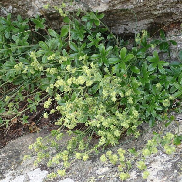 Alchemilla saxatilis Celota