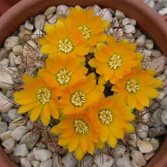 Weingartia neocumingii Flower