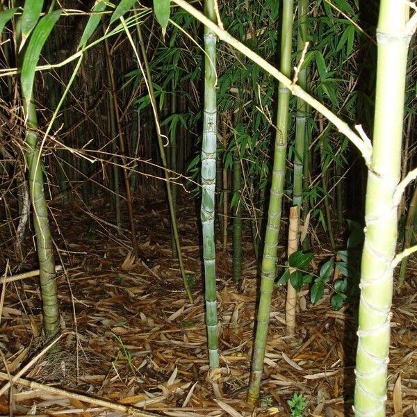 Phyllostachys aureosulcata Φύλλο